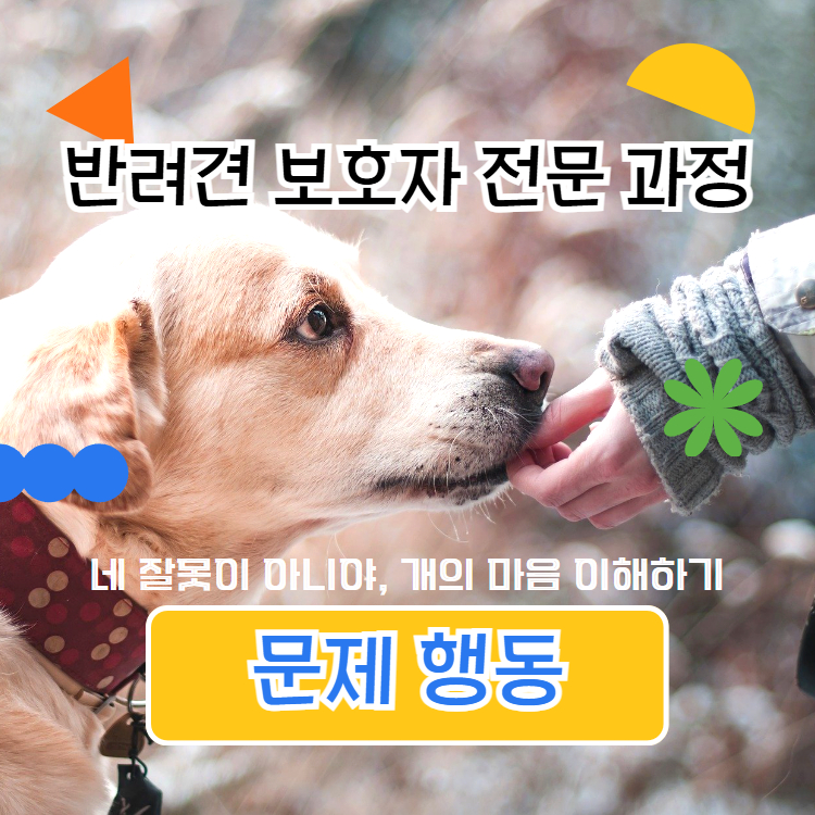 반려견 보호자 전문 과정 (문제행동, 수정)의 썸네일 이미지입니다.
