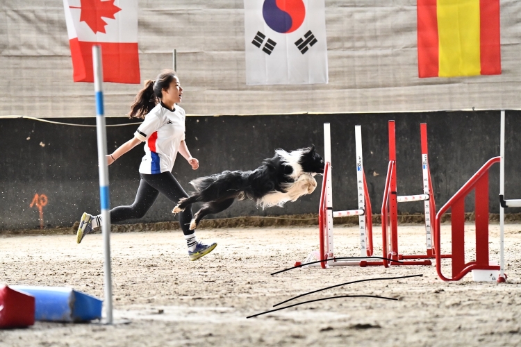 [Special]🐶 똑똑한 반려견 어질리티 클래스의 썸네일 이미지입니다.